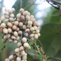 Cyclea peltata (Lam.) Hook.f. & Thomson